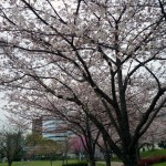 扇町公園の桜（さくら）