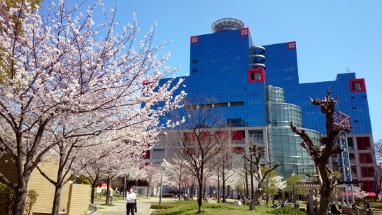 関西テレビと桜