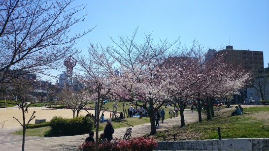 桜＠扇町公園20150329-02